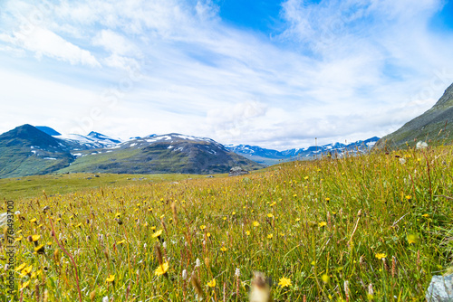 Beautiful, sunny svenery with yellow flowers blooming in the Sarek National Park. Dandelions in Northern Europe wilderness. photo