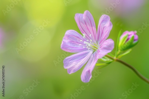 A close up of a pink flower on a stem, perfect for botanical designs