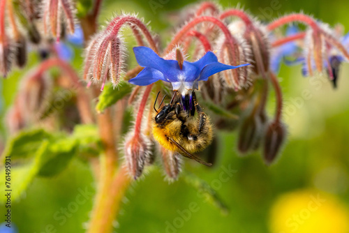 Pollinisateur - Bourdon des arbres butinant une fleur de bourrache bleu