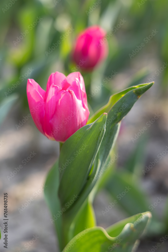 Naklejka premium Close-up of a pink tulip blooming in spring, photographed in Shanghai, China