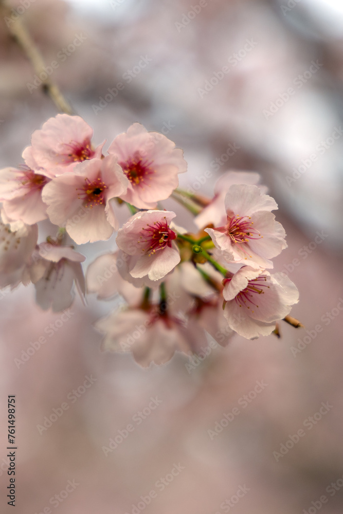 Pink cherry blossoms blooming in spring, blurred background, photographed in Shanghai, China Pink cherry blossoms blooming in spring, blurred background, photographed in Shanghai, China