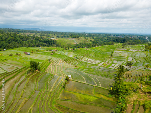 Rice field in Bali  Indoensia