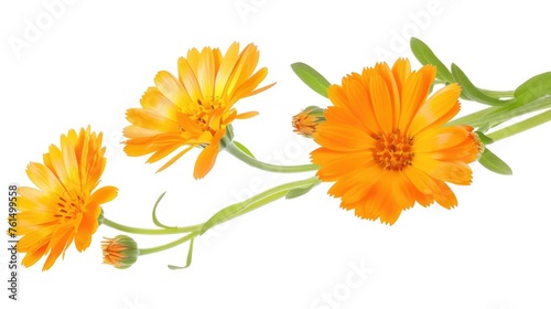 Bright orange flowers on a clean white background. Perfect for spring themes