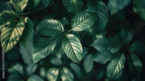 Close up of a plant with green leaves, perfect for botanical projects