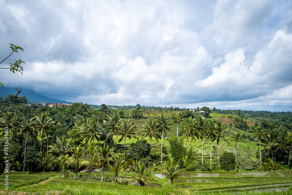 View of rice fields with palm trees