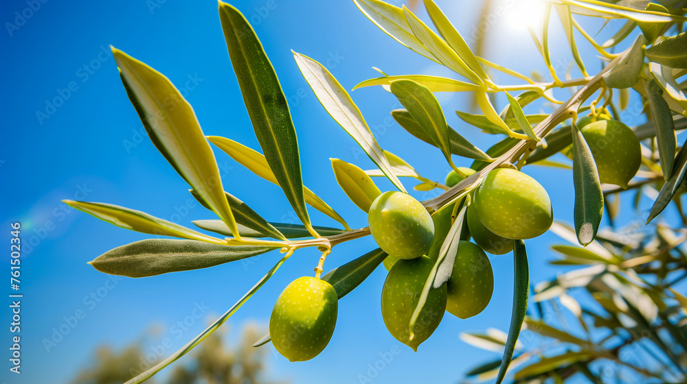 Ripe green olives dappled with morning dew and sunbeams filtering through leaves. Ripe green olives dappled with morning dew and sunbeams filtering through leaves.