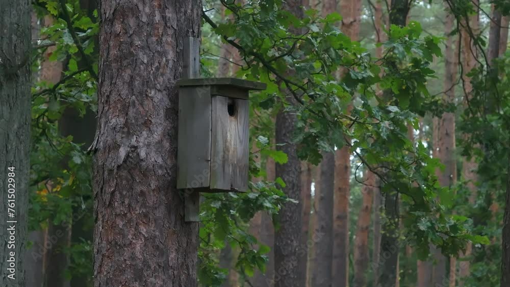 Birdhouse on a pine tree in the forest. Oak leaves in the background. Drone shot. Poland, Europe. Birdhouse on a pine tree in the forest. Oak leaves in the background. Drone shot. Poland, Europe.