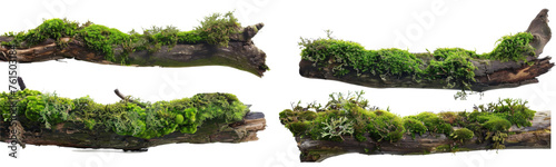 Green moss on rotten branch isolated on white, side view © PngXpress