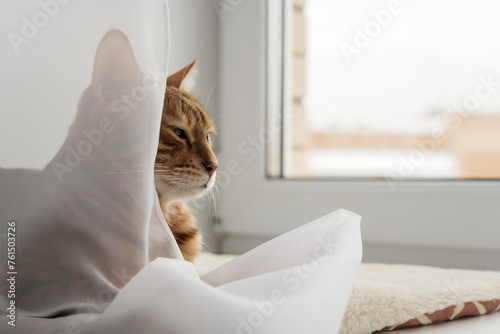 Fototapeta Naklejka Na Ścianę i Meble -  Bengal domestic cat resting on the windowsill near the window.