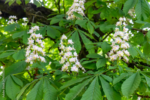 Chestnut flowers blossom tree branch. City tree bloom in spring. Beautiful chestnut leaves and delicate white flower inflorescence bunches. Beautiful springtime blooms on chestnut tree branches.