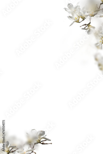 Floral Branch isolated on transparent background. Orchid, apple,  wisteria,  sakura, magnolia,  cherry mimosa. Flower png of isolated cutout. Frame  postcard invitation