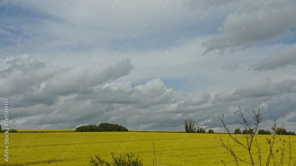 Fototapeta premium Clouds over buttercup field