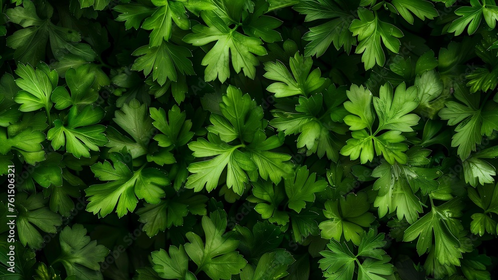 Fresh Flat Parsley Leaves with Vibrant Green Color and Detailed Texture in a Herbal Close-Up Fresh Flat Parsley Leaves with Vibrant Green Color and Detailed Texture in a Herbal Close-Up