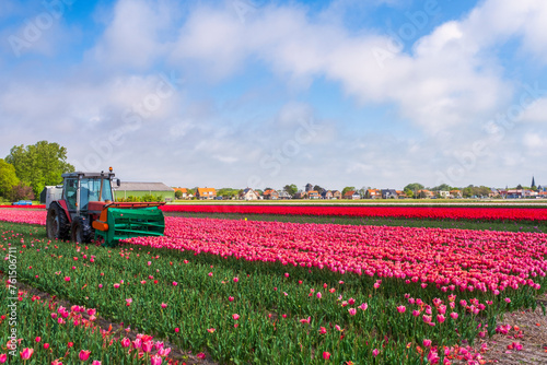 Mowing a tulip field so that the tulip bulbs get more nutrients
 #761506711