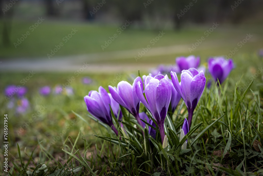 Purple crocus (saffron) flowers, blooming in the park in springtime. Purple crocus (saffron) flowers, blooming in the park in springtime.