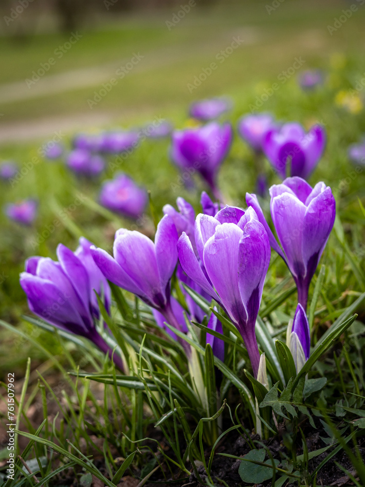 Close-up of purple crocus (saffron) flowers, blooming in springtime. Close-up of purple crocus (saffron) flowers, blooming in springtime.