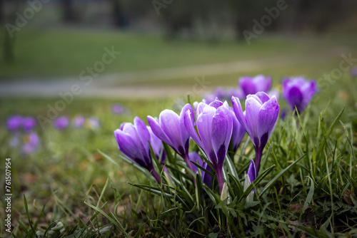 Purple crocus (saffron) flowers, blooming in the park in springtime. 