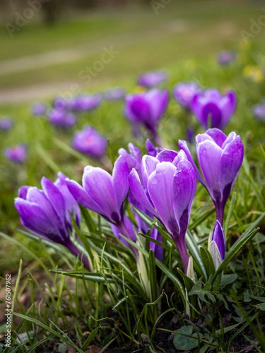 Close-up of purple crocus (saffron) flowers, blooming in springtime. 