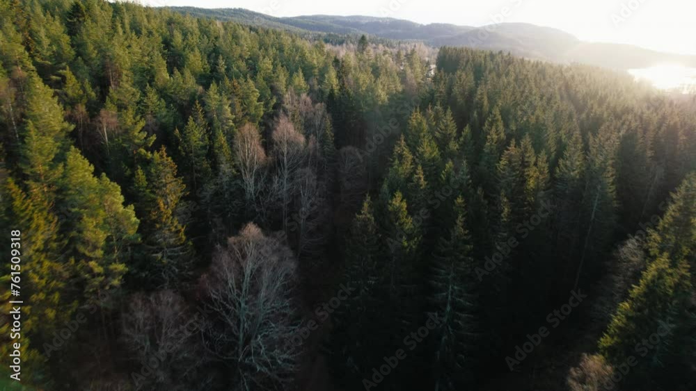 Drone camera flies over dense green pine forest in Scandinavia. Norwegian or swedish rural countryside scenery, fjord or lake in distance. Autumn foliage and pine trees, gravel road flyover