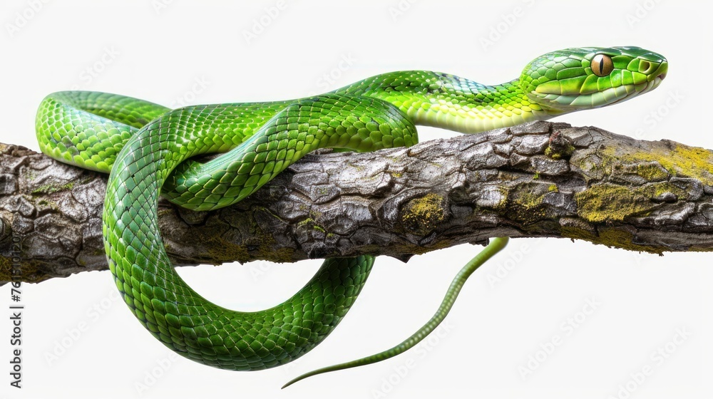 green snake on a tree branch. transparent green snake on a tree branch. transparent