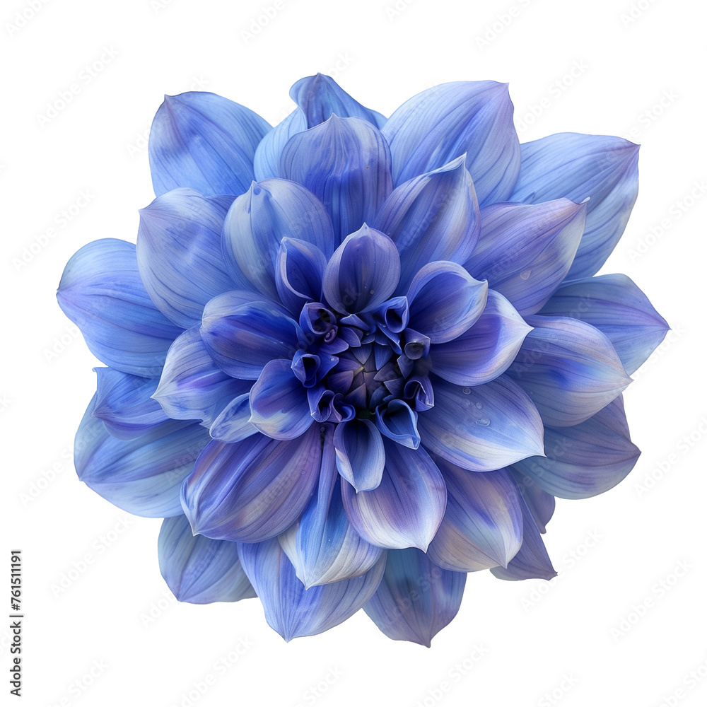 blue dahlia flower isolated on transparent background