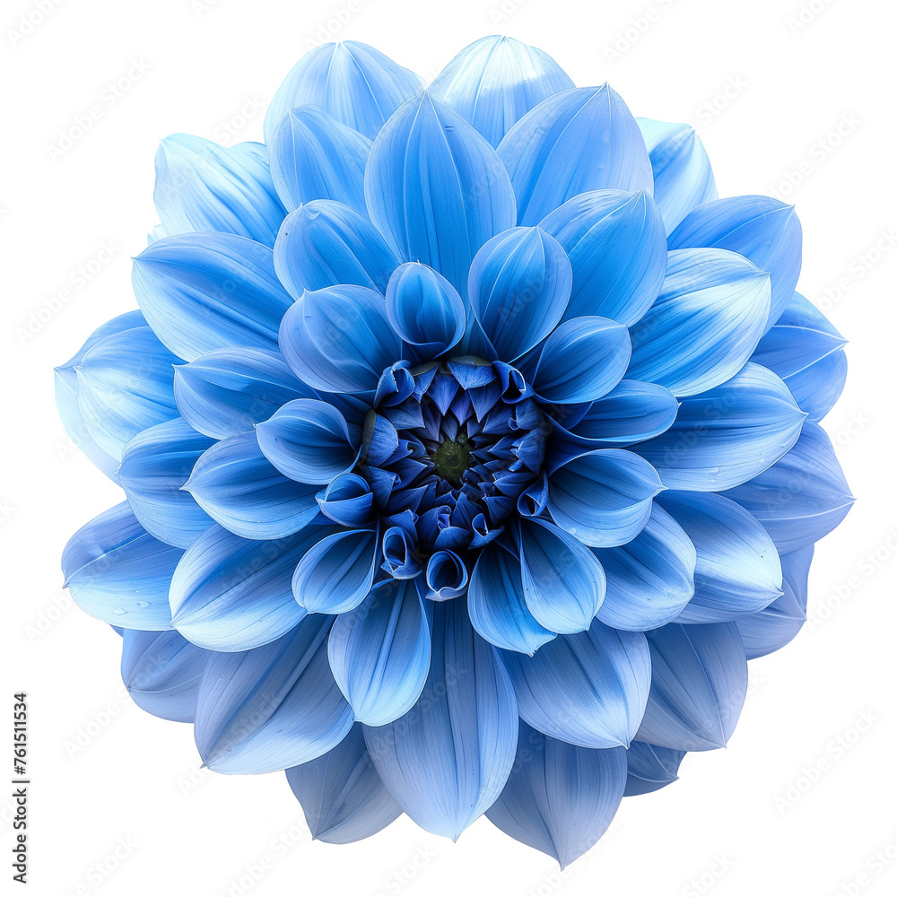 Obraz premium blue dahlia flower isolated on transparent background