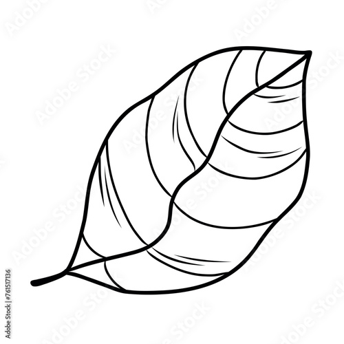 outline illustration of cocoa tree leaf