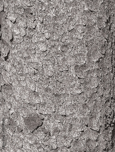 Vector illustration of the bark texture of the trunk of Norway spruce Picea abies. Nature skin background.
