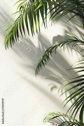 Palm tree shadow on white wall, suitable for tropical themed designs