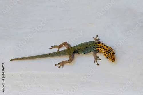 Yellow-headed gecko Lygodactylus luteopicturatus - looks like a fake or an AI creation... it is not known where such unusual coloration comes from in nature. Photo taken in Zanzibar	