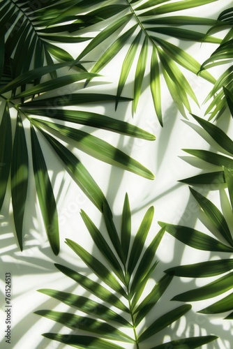 Close up of green leaves on white wall  suitable for nature backgrounds