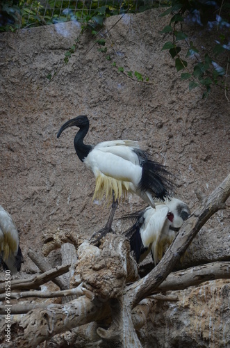 Sacred ibis in the Jungle Park in Tenerife photo