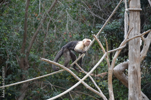 Central American white-faced capuchin (Cebus imitator)