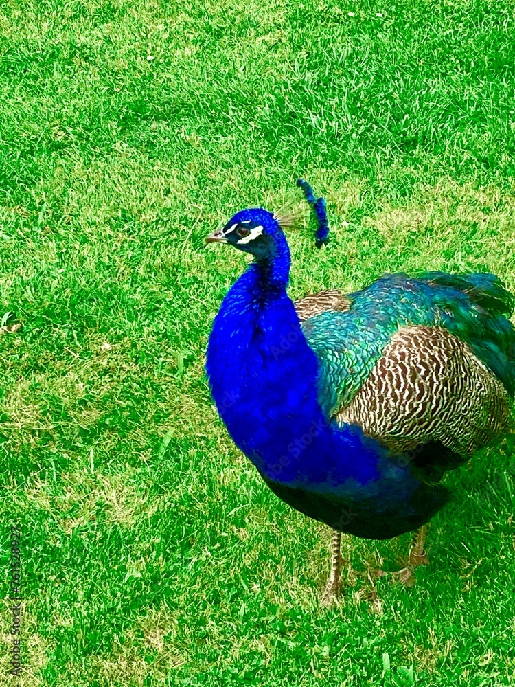 Fototapeta premium peacock on the grass