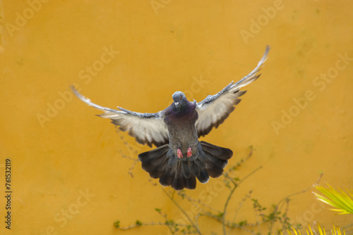 canario y paloma volando