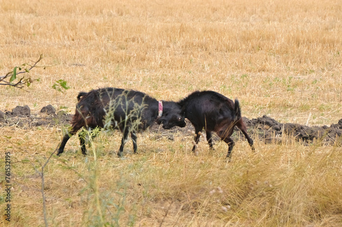 Goats butting heads