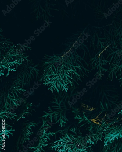 abstract christmas tree © Elsayed