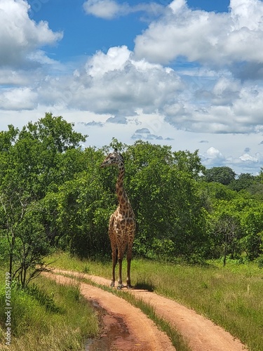 Canvas Print giraffe in the savannah