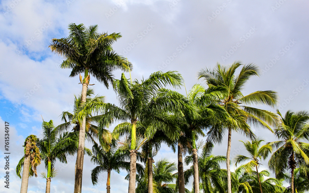 Various Archontophoenix cunninghamiana, called Bangalow palm, royal palm, Illawara palm or piccabeen palm in Brazil, from the Arecaceae family.