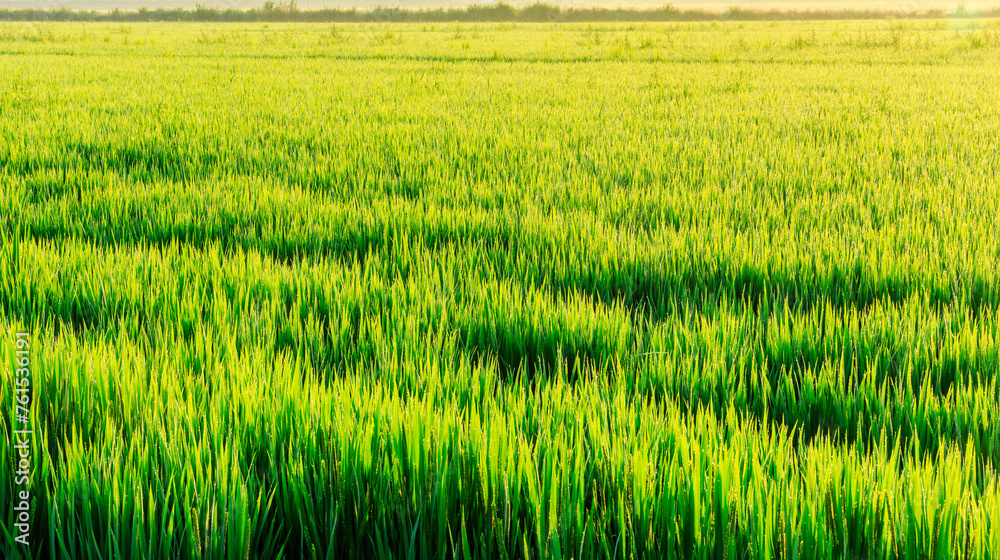 Green rice fields natural landscape in summer Green rice fields natural landscape in summer