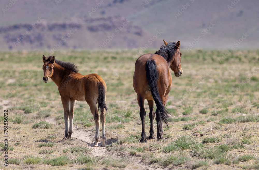 Wild Horse Mare and Her Foal in theUtah Desert in Springtime - obrazy, fototapety, plakaty 