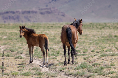 Wild Horse Mare and Her Foal in theUtah Desert in Springtime