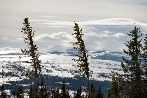snow covered pine trees,åre,jämtland,sverige,sweden,norrland,Mats