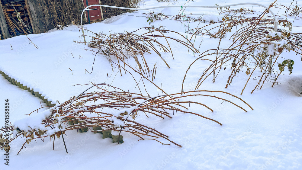 Fototapeta premium Raspberry bush in winter in snow, Branches of bushes bent to ground in winter
