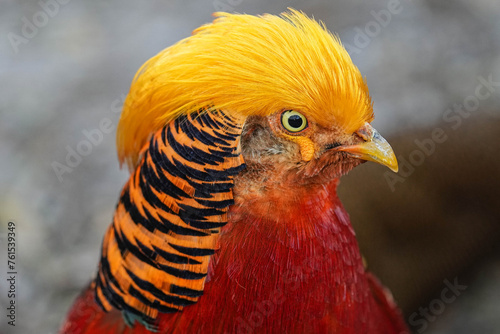 Yellow Golden Pheasant Rooster © Bernie Duhamel