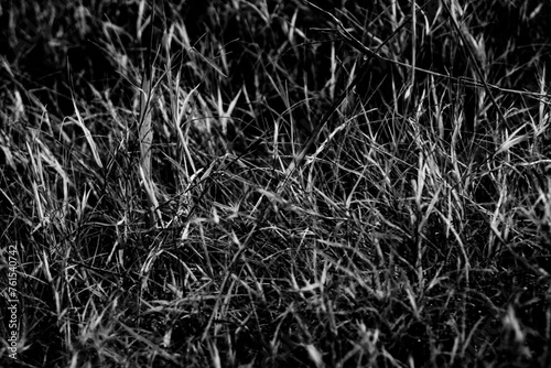 The grass growth on dried wasteland along the road in Black and white