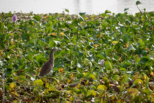 A Pond heron walking for food on a raft of water hyacinths