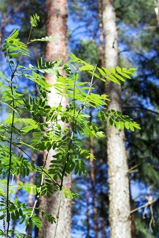 young tree in the forest in sunny day young tree in the forest in sunny day