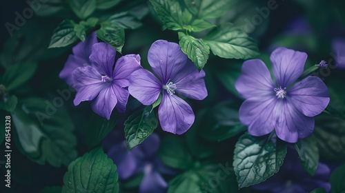 Beautiful purple flowers on the brunches of green leaf, the bright and shining florals makes people feeling freshness with the closed up to the nature.  © Ziyan