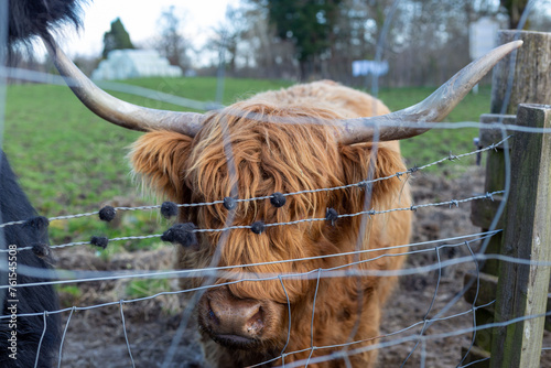 scottish highland cow